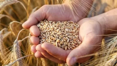 صورة توقعات بإرتفاع الإنتاج العالمي من الحبوب إلى 2841 مليون طن في 2024