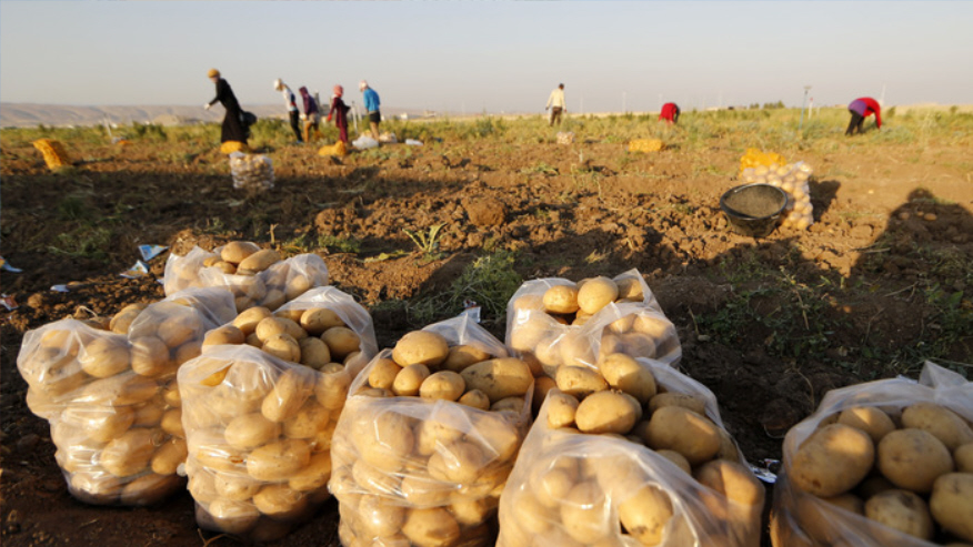 صورة إنتاج حوالي 50 مليون قنطار سنويا من البطاطا