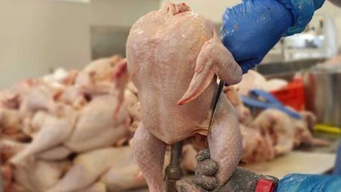 صورة ارتفاع أسعار الدجاج: “أوناب” يشرع في تسويق 57 ألف قنطار بسعر 250 دج للكيلو