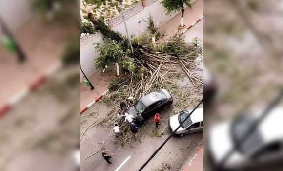 صورة ولاية الجزائر: سقوط شجرة ضخمة من مقبرة سيدي امحمد بشارع محمد بلوزداد دون تسجيل أي خسائر