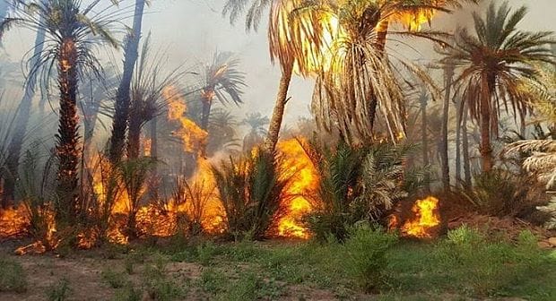 صورة جويلية.. شهر الذروة لحرائق النخيل في الزيبان