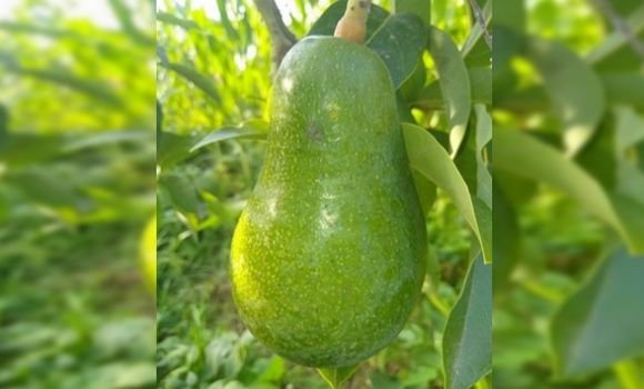 صورة سكيكدة: نجاح أول تجربة لزراعة فاكهة الأفوكادو بالقل
