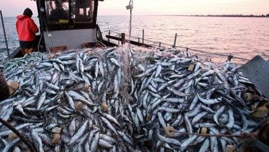 صورة إنتاج الصيد وطنيا بلغ 104.880 طن سنة 2019