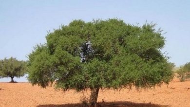 صورة تندوف: عدة عمليات طور التجسيد لتثمين شجرة الأرقان