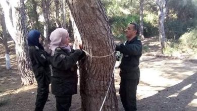 صورة سيمسها مشروع ميناء شرشال: محافظة الغابات تباشر عملية تقييم الخشب الذي سيتم استغلاله بغابة الحمدانية