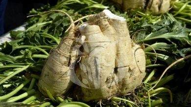 صورة ورقلة :تخصيص أزيد من 20 ألف هكتار للزراعة الصناعية