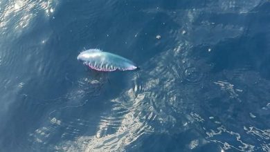 صورة العثور على حيوان بحري نادر يشكل خطرا على الإنسان بشاطئ دلس