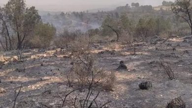 صورة بولايتي غليزان وسعيدة: إتلاف 88 هكتار جراء حريقين