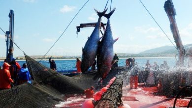 صورة التونة الحمراء:  الجزائر تصطاد حصتها بالكامل والمقدرة بـ1650 طن