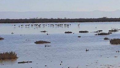 صورة مستغانم: 21 نوعا من الطيور المائية المعشعشة بالمناطق الرطبة