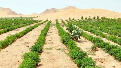 صورة ديوان الأراضي الصحراوية يستقبل 200 طلب للاستثمار