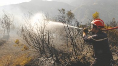 صورة الشلف…إخماد حريق غابة سيدي مروان ببلدية تنس