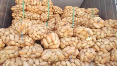 صورة الوادي: توقع إنتاج أزيد من 10 ملايين قنطار من البطاطس غير الموسمية