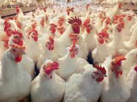 صورة المدير العام  للديوان الوطني لتغذية الأنعام حسين بودينة: “انفلونزا الطيور”  وراء ارتفاع أسعار الدجاج