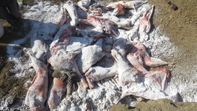 صورة برج بوعريريج: حجز 720 كغ من اللحوم الحمراء وأحشاء فاسدة