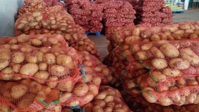 صورة رزيق: الشروع قريبا في تسويق البطاطس المحجوزة بسعر 50 دج للكلغ الواحد