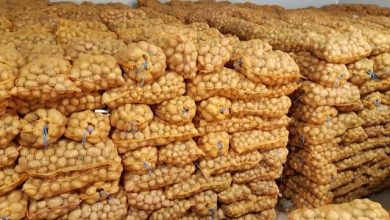 صورة بومرداس…حجز أزيد من 8160 طن من البطاطس المخزنة ببلدية خميس الخشنة