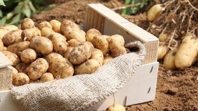 صورة معسكر:  توقع إنتاج 1.5 مليون قنطار من البطاطا غير الموسمية
