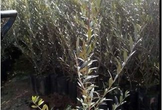 صورة نجاح لافت لأشجار زيتون “الأربكين” بالعوانة في جيجل