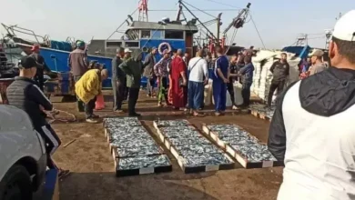 صورة انتهاء فترة الراحة البيولوجية للأسماك