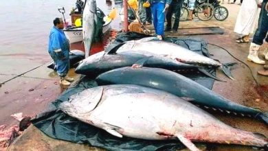صورة تنطلق يوم 26 ماي المقبل.. استقبال 34 طلبا للمشاركة في حملة صيد التونة الحمراء