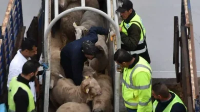 صورة استيراد مليون رأس غنم عبر تسعة موانئ وطنية تحسبًا لعيد الأضحى