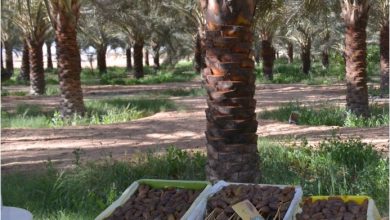 صورة أولاد جلال: توقع إنتاج أزيد من 900 ألف قنطار من التمور