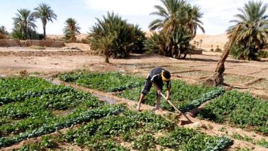 صورة الزراعة الصحراوية المستدامة محور ندوة متبوعة بنقاش بالجزائر العاصمة