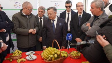 صورة قسنطينة : اتفاقية بين مركز البحث في البيوتكنولوجيا ومستثمرين في إنتاج الموز