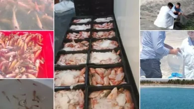 صورة وهران.. تعزز ريادتها في تربية المائيات بستة مشاريع للبلطي الأحمر