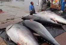 صورة الجزائر تستعيد مكانتها في صيد التونة الحمراء بحصة تاريخية بعد 16 سنة من التجميد