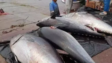 صورة الجزائر تستعيد مكانتها في صيد التونة الحمراء بحصة تاريخية بعد 16 سنة من التجميد