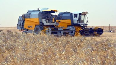 صورة أدرار.. قطب واعد للاستثمار في الزراعات الإستراتيجية يعزز رهان الأمن الغذائي الوطني