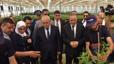 صورة للرفع من القدرات الوطنية لإنتاج الحبوب..نحو استصلاح 500 ألف هكتار بالولايات الجنوبية