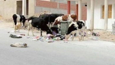 صورة قسنطينة…قرار بحجز الماشية المتجولة وسط النسيج العمراني وتحويلها إلى المحشر