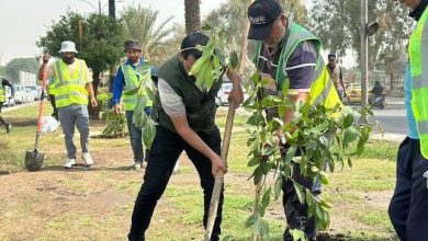 صورة سعيدة.. غرس 120 ألف شجيرة السبت القادم