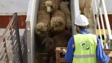 صورة وصول شحنة جديدة من الأغنام المستوردة إلى ميناء الجزائر لتعزيز تموين السوق تحسبًا لعيد الأضحى