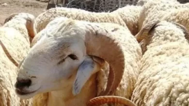 صورة الجزائرية للحوم الحمراء تباشر عملية بيع الأضاحي بأسعار تتراوح بين 59 و90 ألف دج