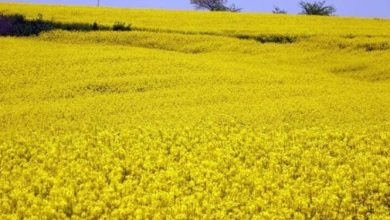 صورة البليدة.. برنامج لغرس 300 هكتار من النباتات الزيتية