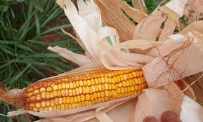 صورة أدرار.. توقع إنتاج نحو 380 ألف قنطار من الذرة الحبية