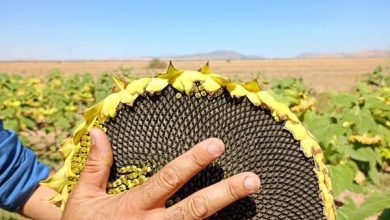 صورة ميلة..استهداف زراعة دوار الشمس على مساحة 530 هكتارا 