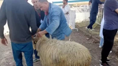 صورة انطلاق عملية بيع الأضاحي المستوردة بعدة ولايات