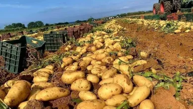 صورة الديوان الوطني للخضر واللحوم يطمئن منتجي البطاطس ويؤكد التكفل بانشغالاتهم