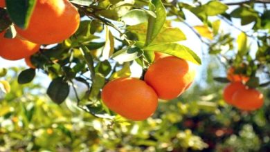 صورة البليدة..معرض جهوي للحمضيات يومي 14 و15 جانفي