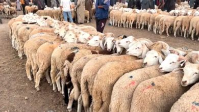 صورة البليدة..إعادة فتح سوقين أسبوعيين لبيع المواشي