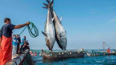 صورة صيد 138 طناً من التونة الحمراء خلال حملة 2025 وإيرادات تصل إلى 7 ملايين دج