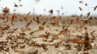 صورة غرداية..دعوة لتنسيق الجهود بين كافة الشركاء لمكافحة الجراد الصحراوي