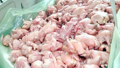 صورة الجزائر العاصمة: حجز 250 كلغ من اللحوم البيضاء لانعدام شروط النظافة