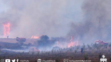 صورة محافظ الغابات بالبليدة:الجهود متواصلة لإخماد حرائق شرق الولاية