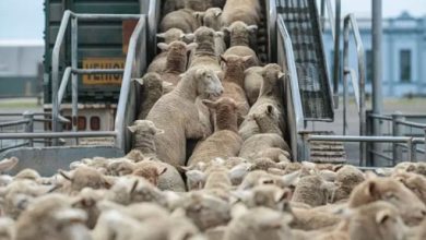صورة الحكومة تحضّر لاستيراد مليون رأس غنم